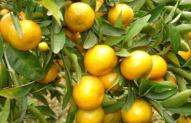 广东面积第二大的县级市,比两个深圳还大,被称