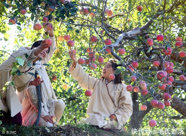 苹果树栽培技术｜现代苹果园“三节”栽培技术研究