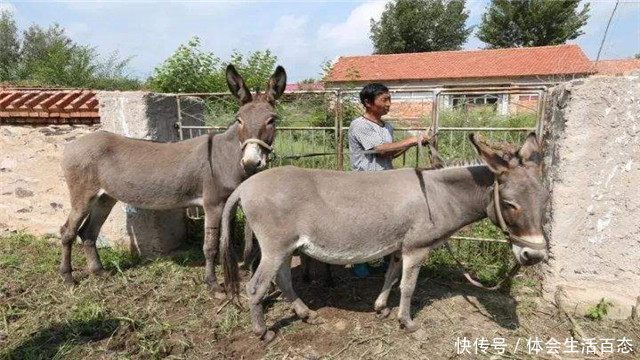 一头驴卖完能赚上万元,为什么农村没人养驴?看完可算明白了