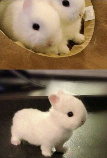 这动物是什么(我知道是兔子,什么种类的)?是不是还有类似的猫咪?