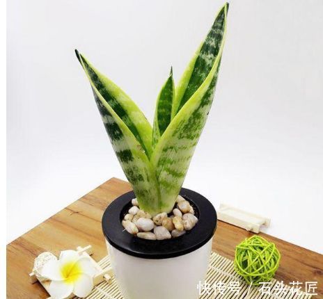 家居养花:养花达人的自制有机肥料的方法,不用