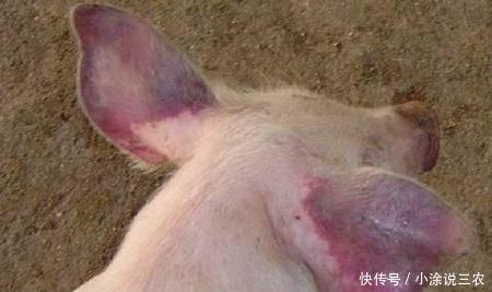 千万不要以为猪耳朵发蓝,就是蓝耳病!