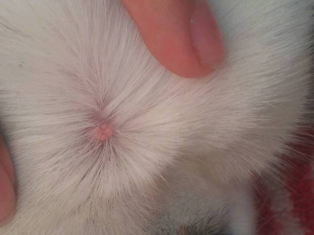 狗狗头上突然长了一个类似肉瘤的东西,还有好几瓣