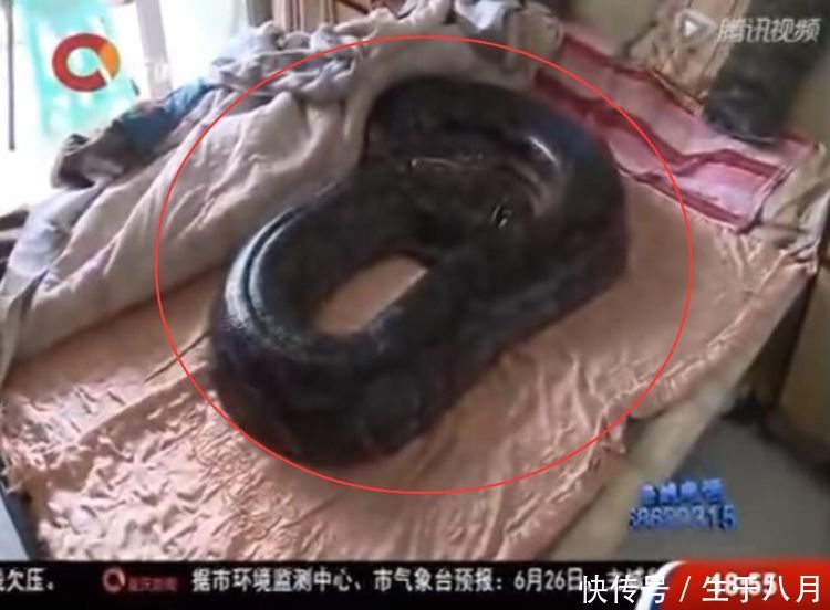 一养就是九年,小蛇变百斤巨蟒,老夫妻两每天推