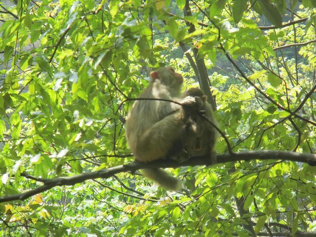 在张家界国家森林公园 我们遇到了这群小可爱