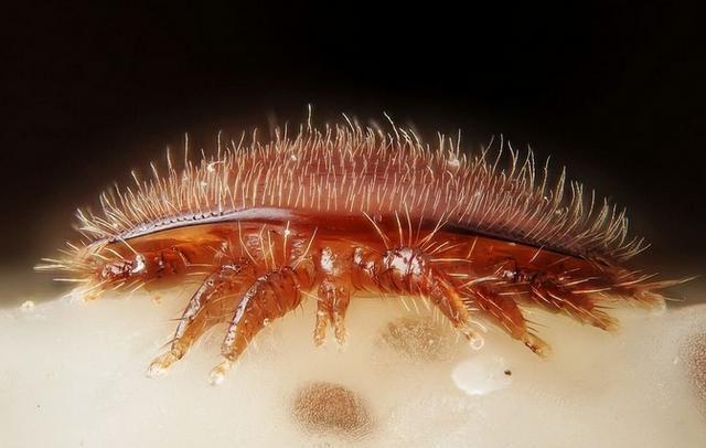 百万螨虫大军日夜陪你睡,学会这4招,螨虫杀得