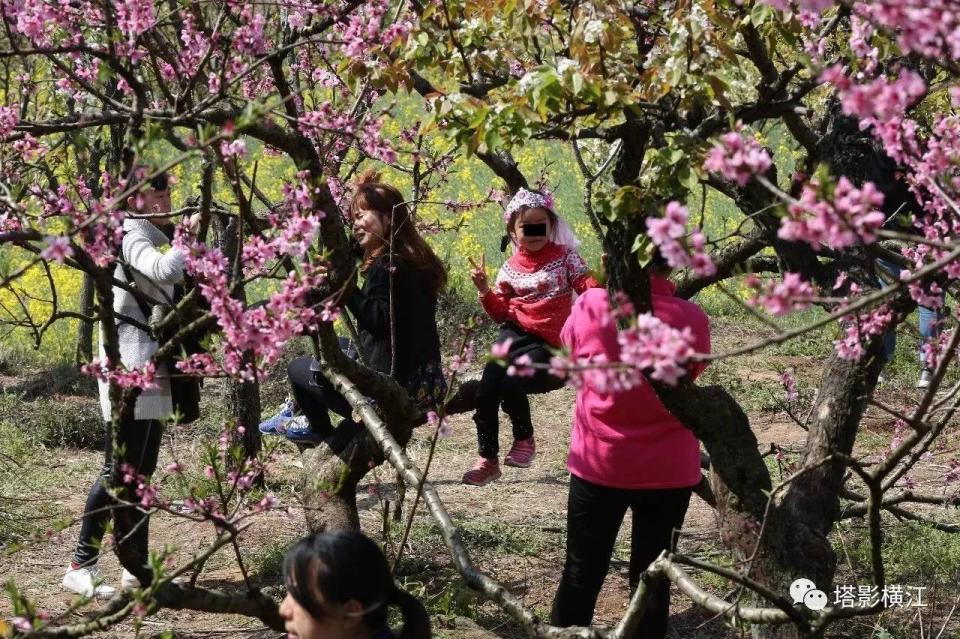 清明小长假周潭赏桃花 游客爬树摘花踩踏