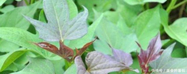 红薯叶能不能摘下来卖,摘红薯叶后会不会影响