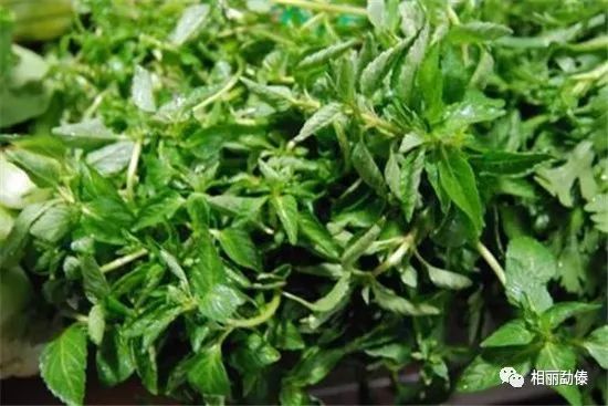 流口水!德宏这些野菜里,藏着春天的味道!