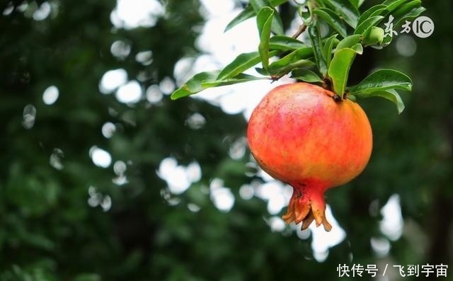 要想盆栽石榴开花结果,要做到以下这两点!_【