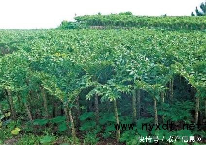 农产品：魔芋的种植时间及种植方法