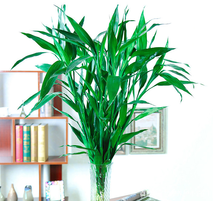 富贵竹养几支最旺运?单数还是双数是有讲究的