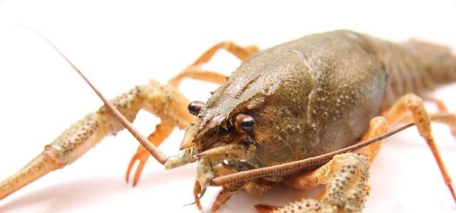 怎么养小虾视频 t015ee155ba742b1194.jpg