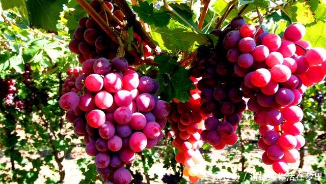 9月葡萄行情怎么样?2018年产区最新价格汇总