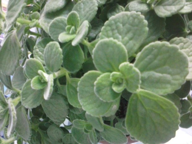 形状跟凹叶景天很像 但是叶面有白色绒毛 求教植物名及作用.图片