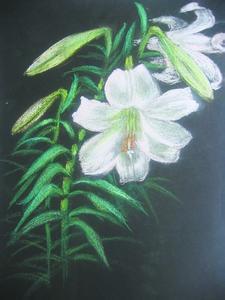 怎样用粉笔画百合花