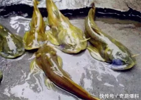 6种农村小时候经常抓的鱼,第一种贝爷不敢吃,你最吃哪一种?