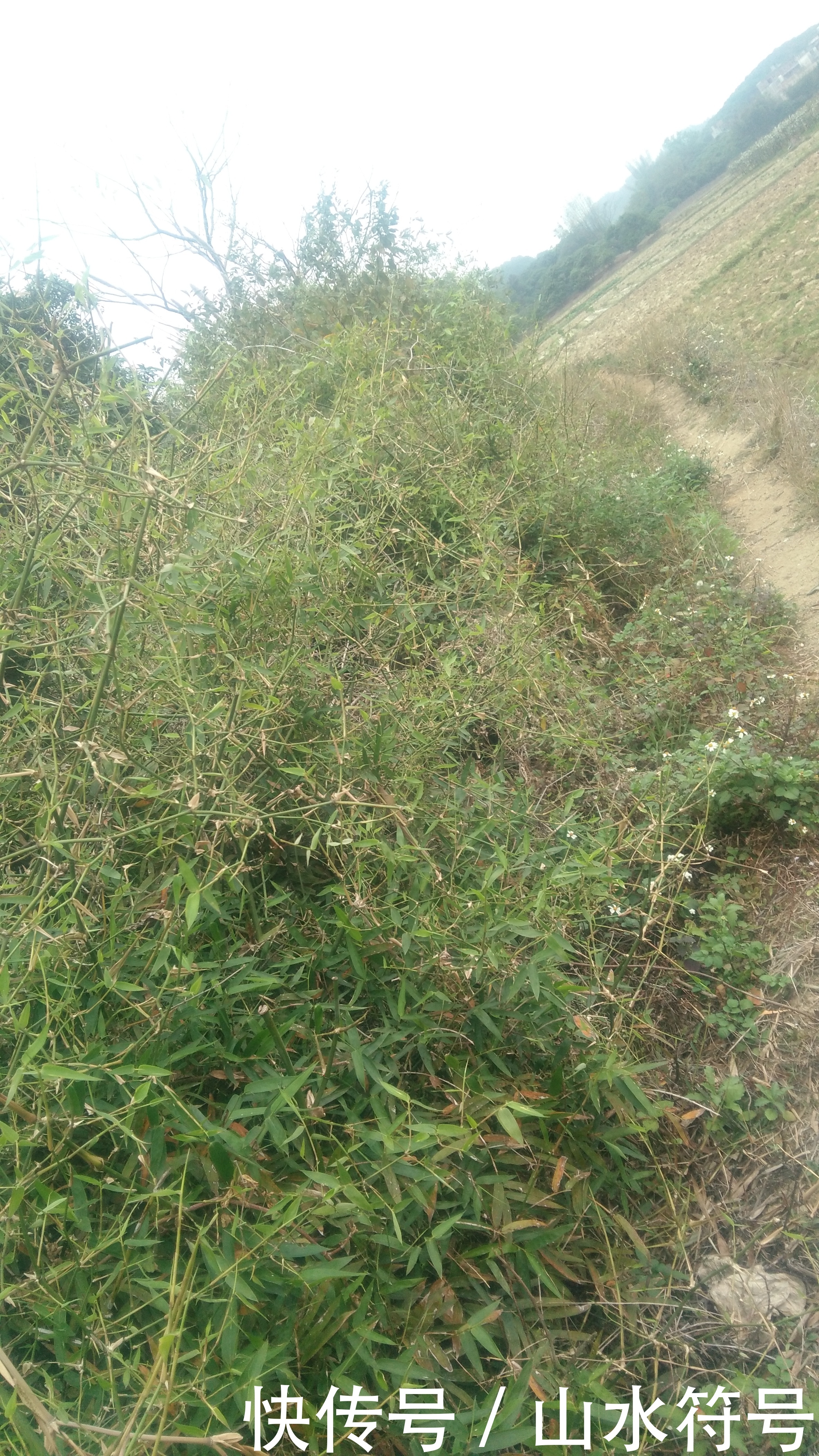 春节后的农田景象广西浦北县白石水