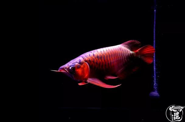 江安縣江安鎮(zhèn)鴻祥水族金魚館