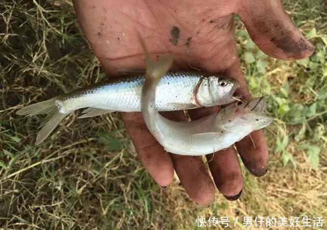 山涧急流中,藏着这种鱼,味道比鳜鱼鲜美,价值5
