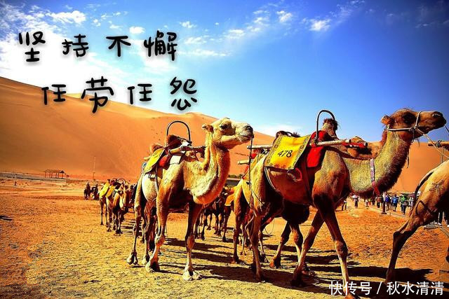 苏州五年制高职生成功专转本需要的是骆驼精神