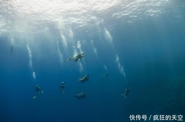 海底爬行生物 t0162cdb6abc46e2a35.jpg