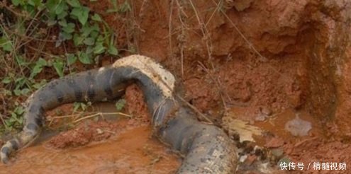 挖掘机挖出16米长巨蛇,第二天挖机司机死了