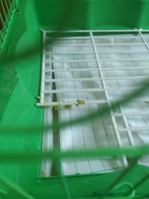 虎皮鹦鹉的粪便是这种颜色。是不是生病了。而