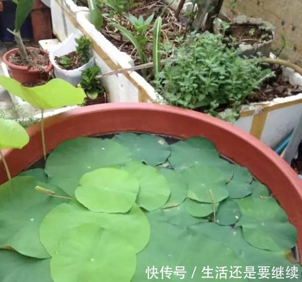 大妈用水桶种莲藕,没想到藕多得把桶都撑破了