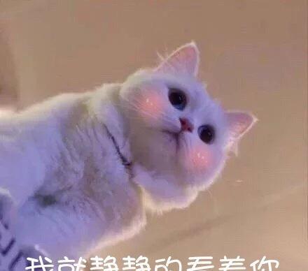 无手机图片猫咪,我超凶的,还不收藏?!吗收藏的里水印表情包表情如何qq的删除图片