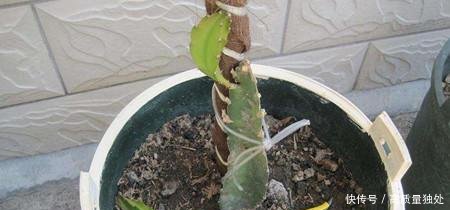火龙果在家也能种,教你几招,满枝头都是红果果