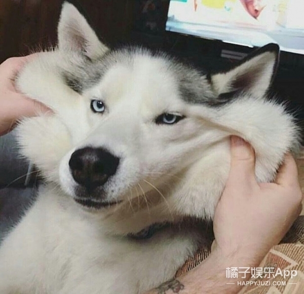 狗狗被揉脸的瞬间,足够萌的你出血!