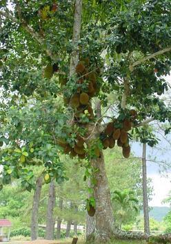 榴莲南方可以种植吗_360问答