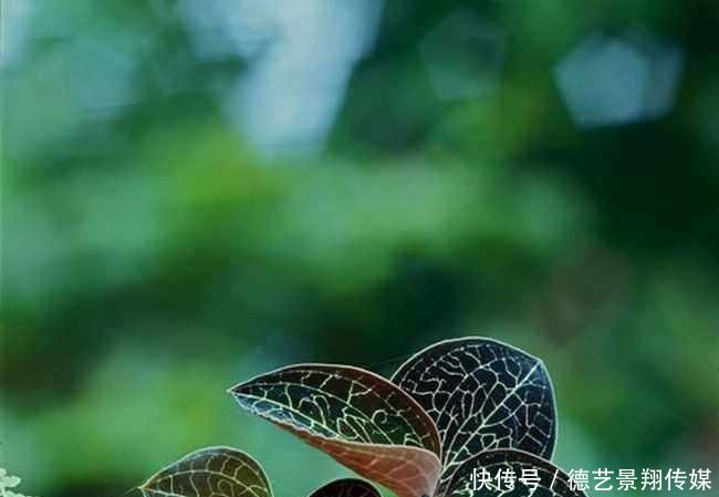 农村这种植物, 鸟类受伤了会自动找到它! 现在