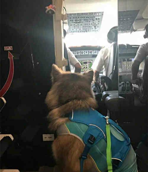 王思聪给爱犬王可可开通微博,粉丝既然达两百