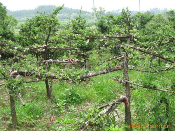 本人想请教由罗汉松苗成长为罗汉松树的详细成