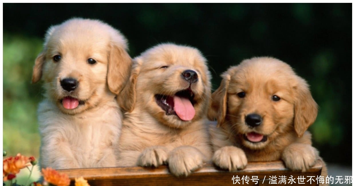 狗狗一次就生个足球队,主人内心惶恐:我的私房