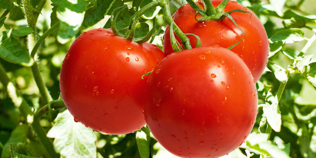 如何辨别转基因西红柿和非转基因西红柿