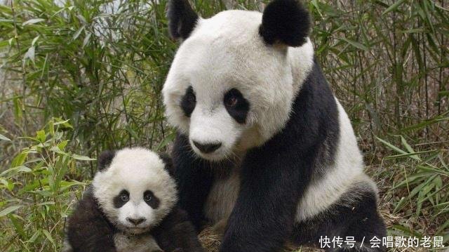 国宝大熊猫寿命是多少,大熊猫死后怎么处理,