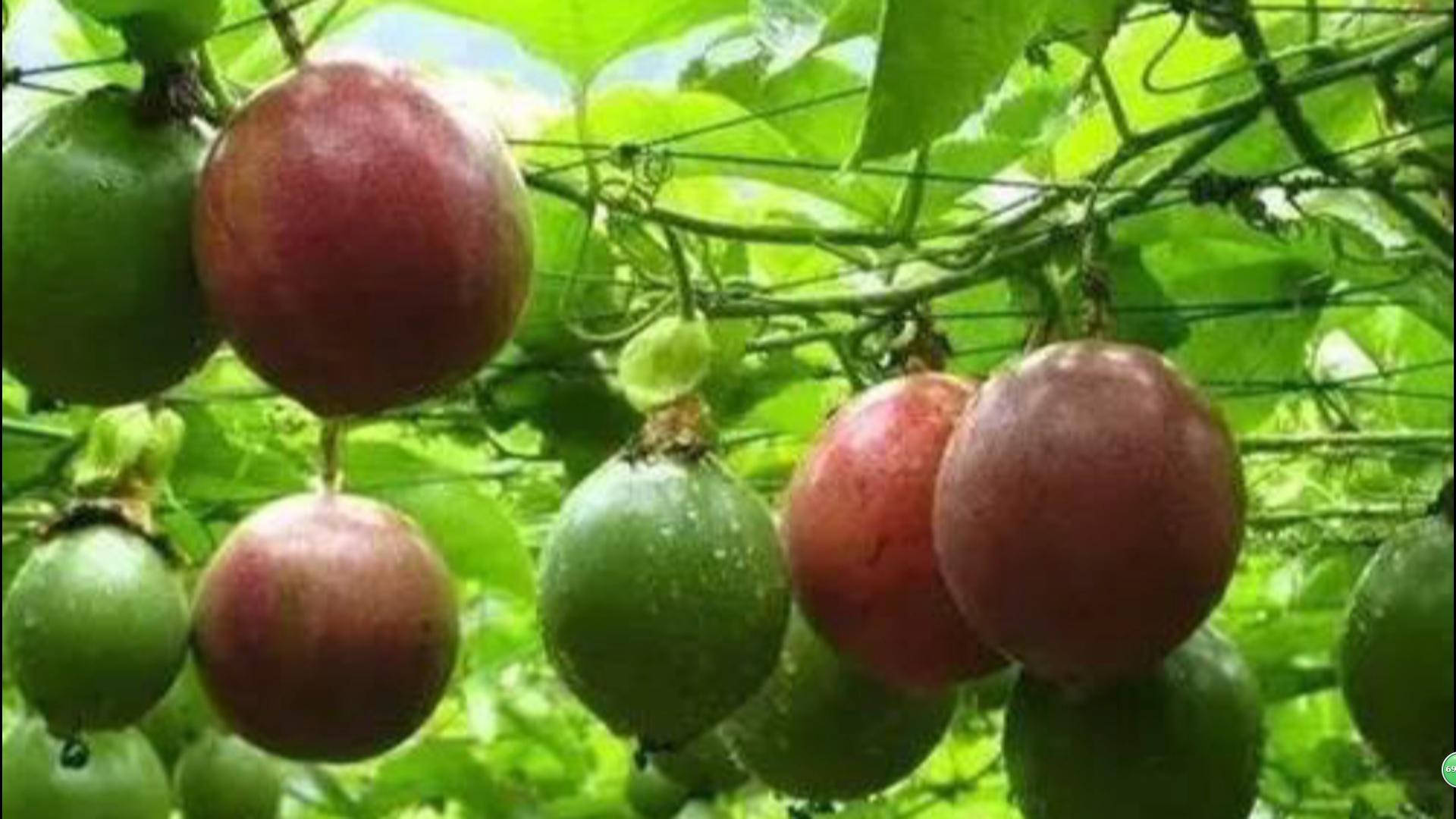 神奇的苹果真的好吗 哪里买便宜价格