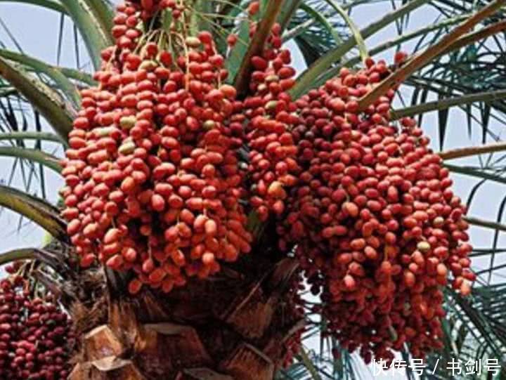 养了多年的盆栽枣树,如今硕果累累,邻居纷纷一睹容貌