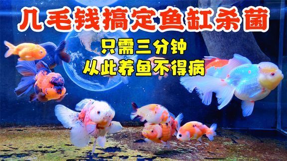 魚缸過濾棉和過濾板（魚缸過濾棉和過濾板的區(qū)別）