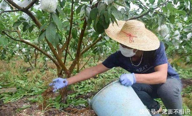 农民在地里种它，只采用鸡粪，年赚三十多万！！！