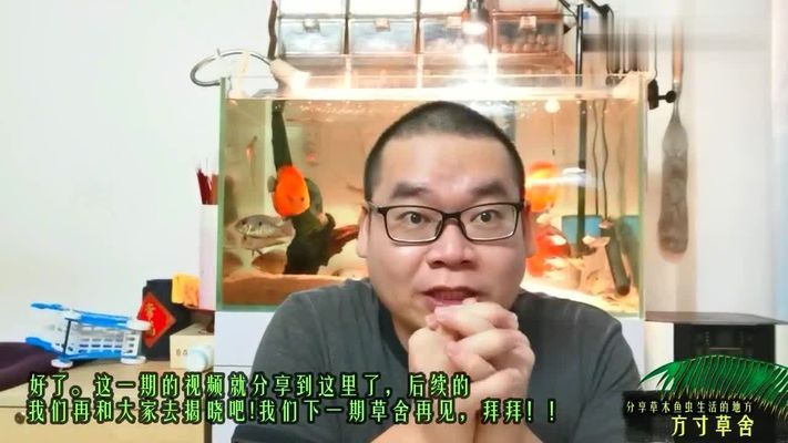 龙鱼蒙眼是怎么回事儿啊（ 水族问答