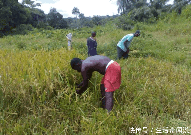 中国人把水稻引入非洲, 荒废的土地得以合理利用, 产量得到大