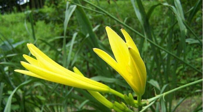 黄花人口醮_黄花风铃木(2)