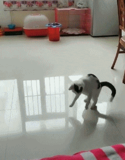 搞笑GIF:看到这表情的对象我想找个孩子了情小表心心求的包图片