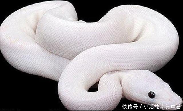 这些中国发生过得真实事件,大蛇要化龙的时候