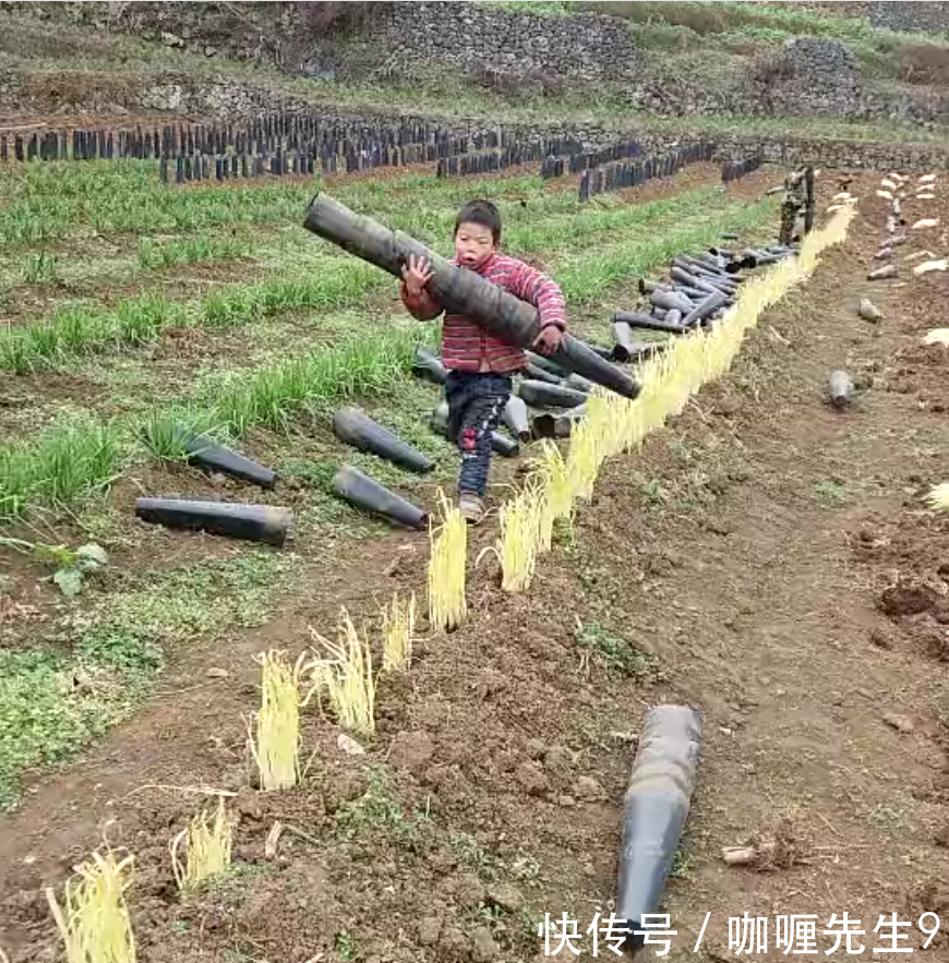 农民把韭菜变韭黄就多一个动作,连小孩都会做,收益就能翻倍!