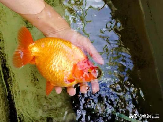 雞西水族批發(fā)市場在哪兒呀（雞西水族批發(fā)市場在哪兒呀多少錢）